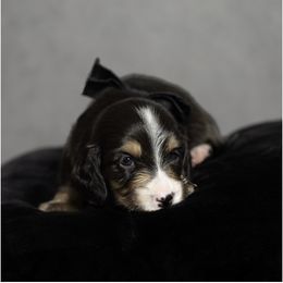 Dachshund Puppies from Saginaw Dachshunds