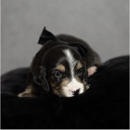 Dachshund Puppies from Saginaw Dachshunds