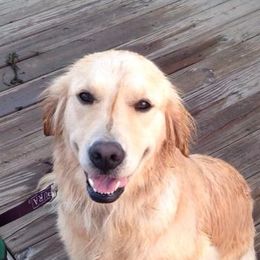 Golden Retrievers from Designer Goldens