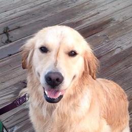 Golden Retrievers from Designer Goldens