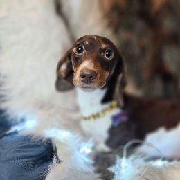 Anita - Dachshund