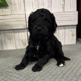 Chelsea's Pink Collar Girl 2150 - Black female Goldendoodle puppy in Alvin, Texas from JP Southern Doodles