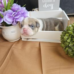 Bulldog Puppies from Mandy Judd