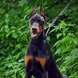 Ava - Doberman Pinscher