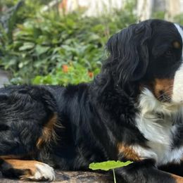 Bernese Mountain Dogs from NW Bernese