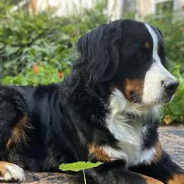 Bernese Mountain Dogs from NW Bernese