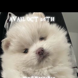 Solar - White female Pomeranian puppy in Stockton, California from CutiePoms
