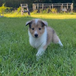 Steamboat Willie - Sable merle and white male Collie puppy in St Augustine, Florida from Saltwater Collies LLC