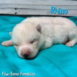 Rhino - White male Pomsky puppy in Krum, Texas from Paw-Some Pomskies