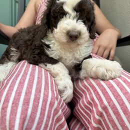 Toro - Brown and white Sheepadoodle puppy in Little Rock, Arkansas from Summer Blossom Doodles