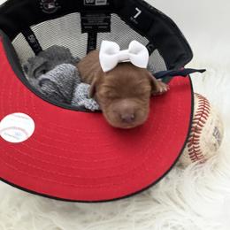 Goldendoodle and Poodle Puppies from Krispydoodle