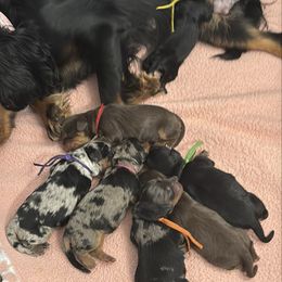 Phantom Male - Green Collar - Black and tan male Cavapoo puppy in Herriman, Utah from Gypsi Doodles & Poodles LLC.