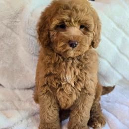 Tiger - Merle female Bernedoodle puppy in Cleveland, Georgia from Jam's Doodles And Poodles