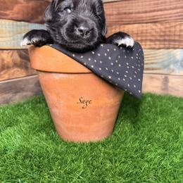 Sage - Black male Newfoundland puppy in Tully, New York from Bear Paw Newfoundlands