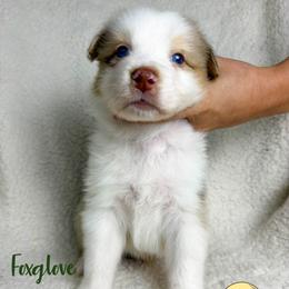 Foxglove - Red merle male Australian Shepherd puppy in Falmouth, Kentucky from Queen City Farm