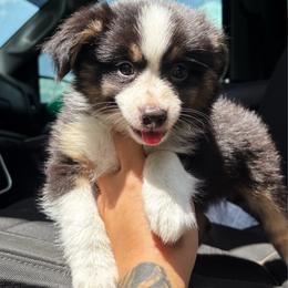 Basil - Black tri male Toy Australian Shepherd puppy in Polk City, Florida from Skaky Shepherds