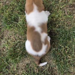 Basset Hound Puppies from Fisher's Couch Hounds