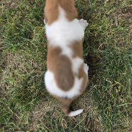 Basset Hound Puppies from Fisher's Couch Hounds