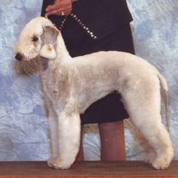 Bedlington Terrier All Grown Up from Elante Bedlingtons