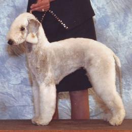 Bedlington Terrier All Grown Up from Elante Bedlingtons