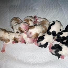 Justice - Blenheim male Cavalier King Charles Spaniel puppy in Corona, California from Kelton Cavaliers