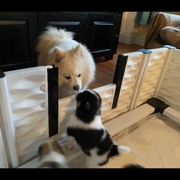 Pomskies from Pawesome Pomskies