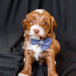 Boy 2 - Goldendoodle puppy in Riverton, Utah from Utah Doodlebug
