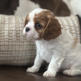 Luke - Blenheim male Cavalier King Charles Spaniel puppy in Kidder, South Dakota from Continental Cavaliers