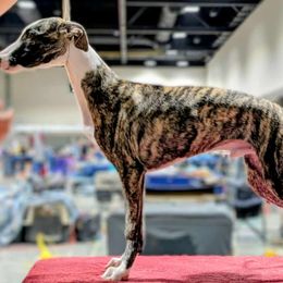 Blue Collar Boy - Fawn brindle male Whippet puppy in Holly Springs, Mississippi from Crossway Akitas, Whippets, & Russian Toys
