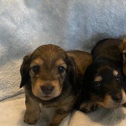 Dachshunds from Gayle Sanitate