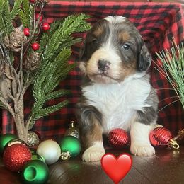 Vixen - Blue merle female Bernedoodle puppy in Temecula, California from Country Hills Doodles