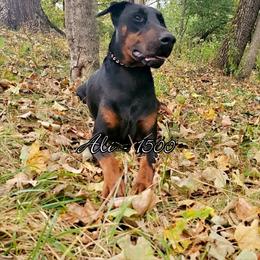 Ali - Black and rust female Doberman Pinscher puppy in Aurora, Indiana from Double-Take Doberman Kennels