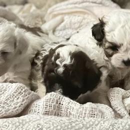 Poodles from Southern Paw Toy Poodles
