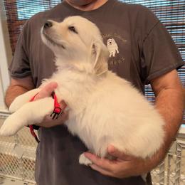 Ms. Red - Light golden female Golden Retriever puppy in Crestview, Florida from Pushin’ Sand Goldens