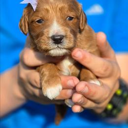Lexus - female Golden Mountain Dog puppy in Crawfordsville, Iowa from DoodleBlessings