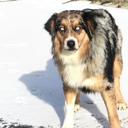 Rain - Australian Shepherd