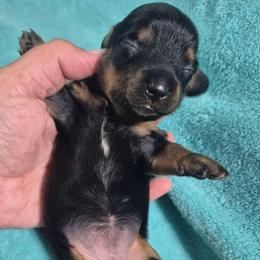Nellie - Black and tan female Dachshund puppy in Aiken, South Carolina from Paragon Puppies