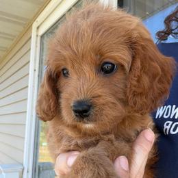 Miles - Apricot male Cavapoo puppy in Battle Lake, Minnesota from Panda Puppies