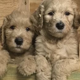 Goldendoodle Puppies from Teddy Bear Goldendoodles