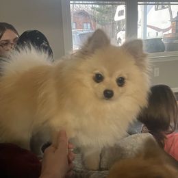 Teddy - Pomeranian