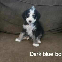 Bernie - Tri-color male Bernedoodle puppy in Columbia, Illinois from Hillcastle Breeders