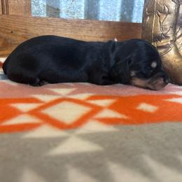 White collar - Black and cream female Dachshund puppy in Eustis, Florida from K8’s Dachshunds