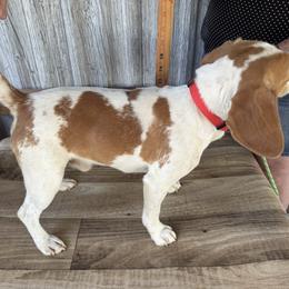 Oliver - Beagle