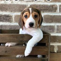 Beagles from Southern Charm Beagles