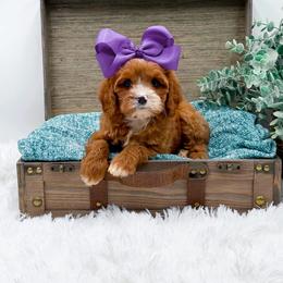 Chloe - Red female Cavapoo puppy in Statesville, North Carolina from Doodle Babies