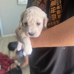 Poodle Puppies from Sun