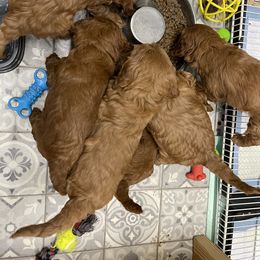Goldendoodle Puppies from Coal Country Doodles