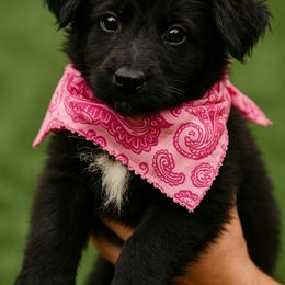 German Shepherd Puppies from Crissi Hansel