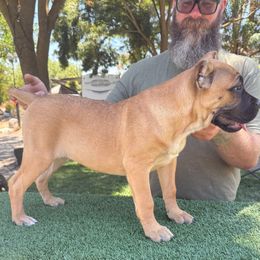 Orange collar - Fawn female Cane Corso puppy in Morgan Hill, California from Corso Empire