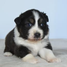 Maisie - Black tri-color female Australian Shepherd puppy in Jameson, Missouri from Sky Creek